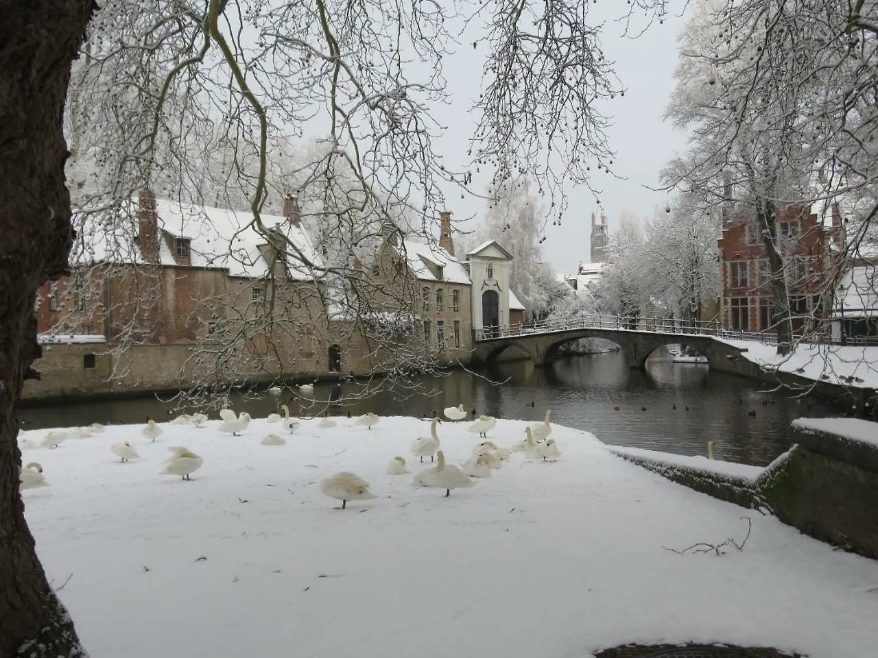 Séjour chez l'habitant Appartement Bonnie à Bruges Belgique
